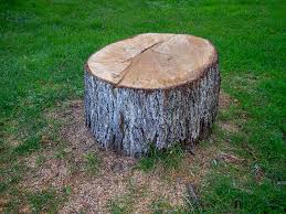 Best Tree and Shrub Care  in Carle Place, NY