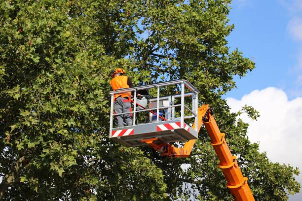 Best Grass Overseeding  in Carle Place, NY