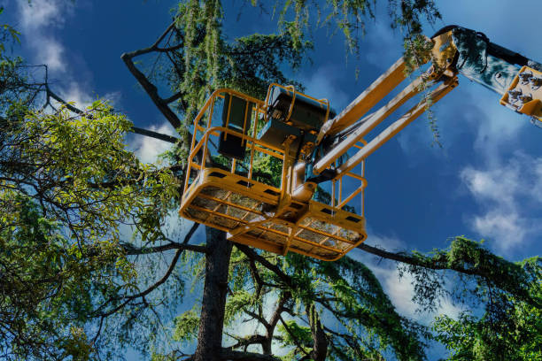 Best Tree Trimming and Pruning  in Carle Place, NY