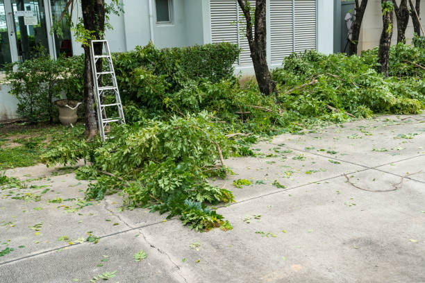 Best Utility Line Clearance  in Carle Place, NY