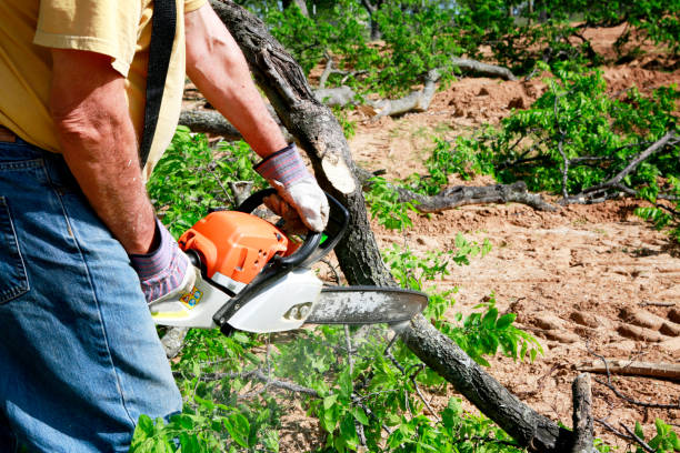 Best Soil Testing and Treatment  in Carle Place, NY